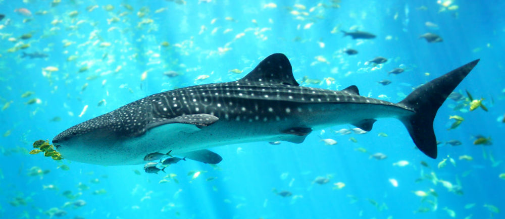 ¿Y si el verdadero lujo fuera el espacio?