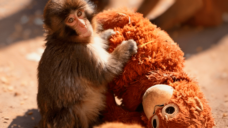 Primates / Atavismos